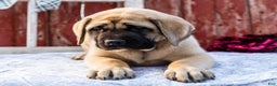 English Mastiff dogs for sale: Zack - Ad 9