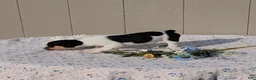 Jack Russell Terrier dogs for sale: Charlie - Ad 4