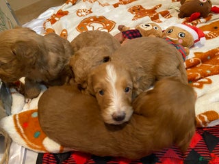 Mini Goldendoodle dogs Mini Goldendoodle Puppy 3 - Ad 5