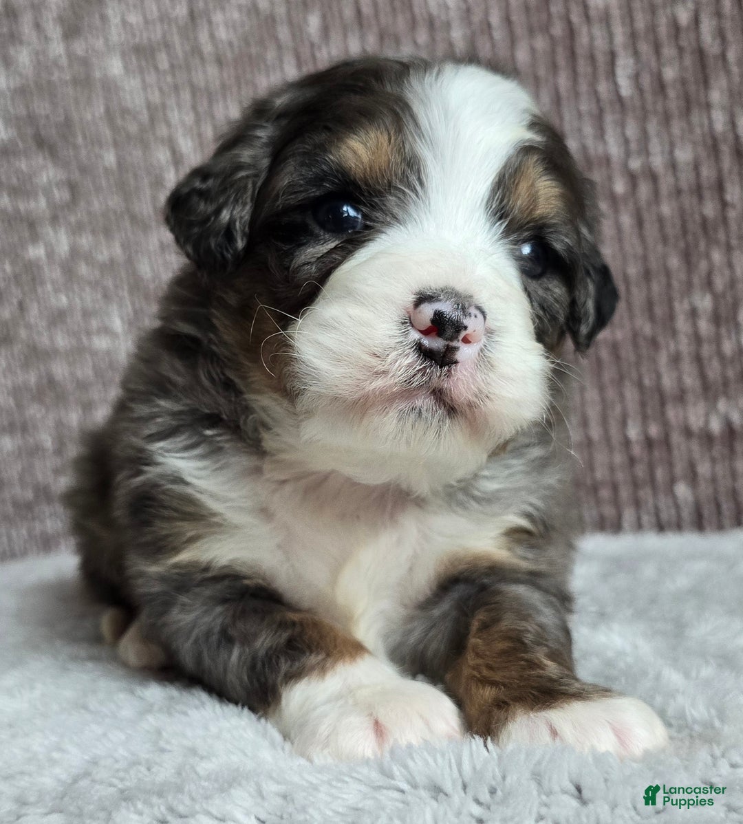 Mini Bernedoodle dogs for sale: Mini Archie - Ad 11