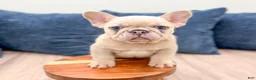 French Bulldog dogs for sale: Mason - Ad 2