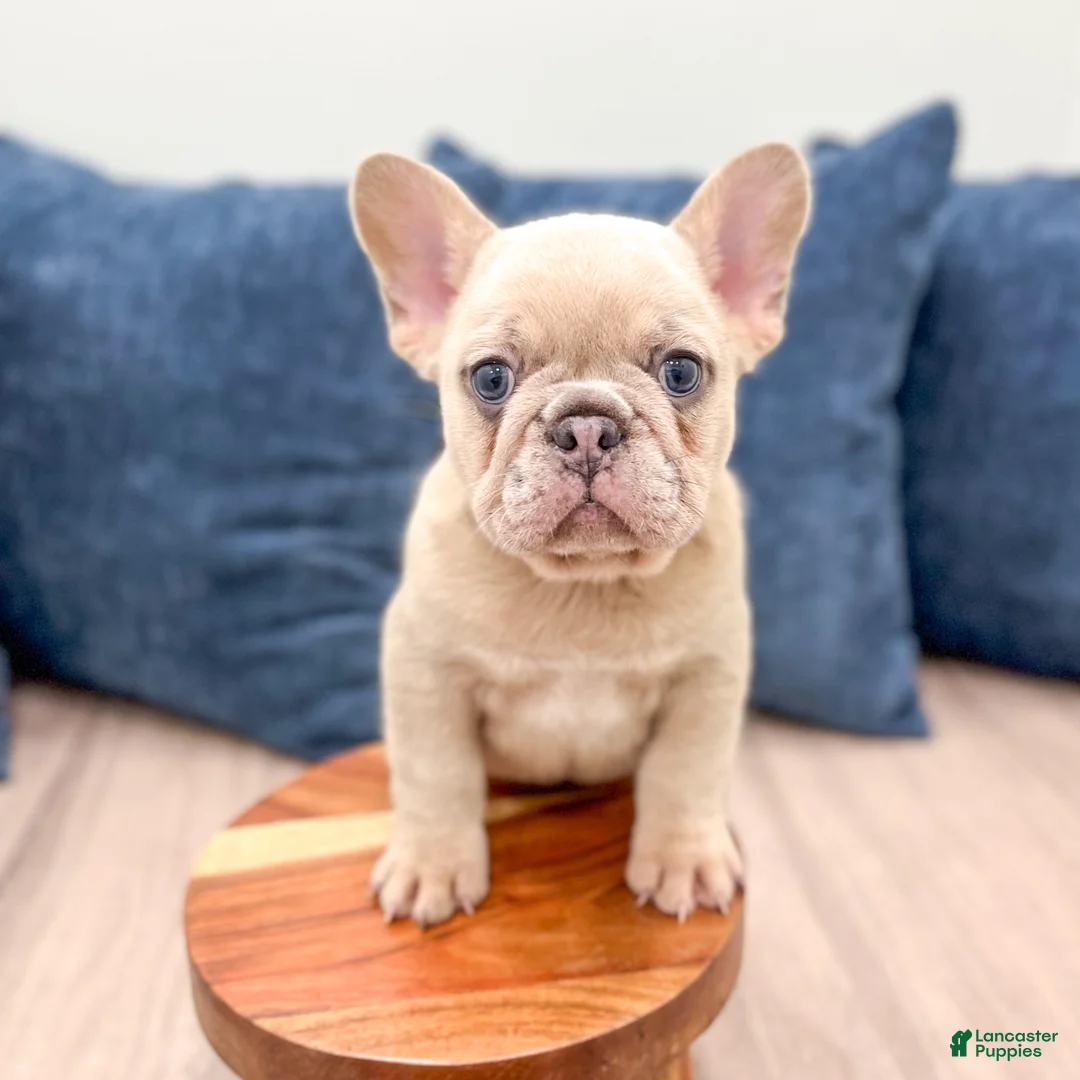 French Bulldog dogs for sale: Mason - Ad 2