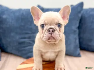 French Bulldog dogs for sale: Mason - Ad 1
