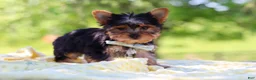 Yorkshire Terrier dogs for sale: Drake - Ad 6