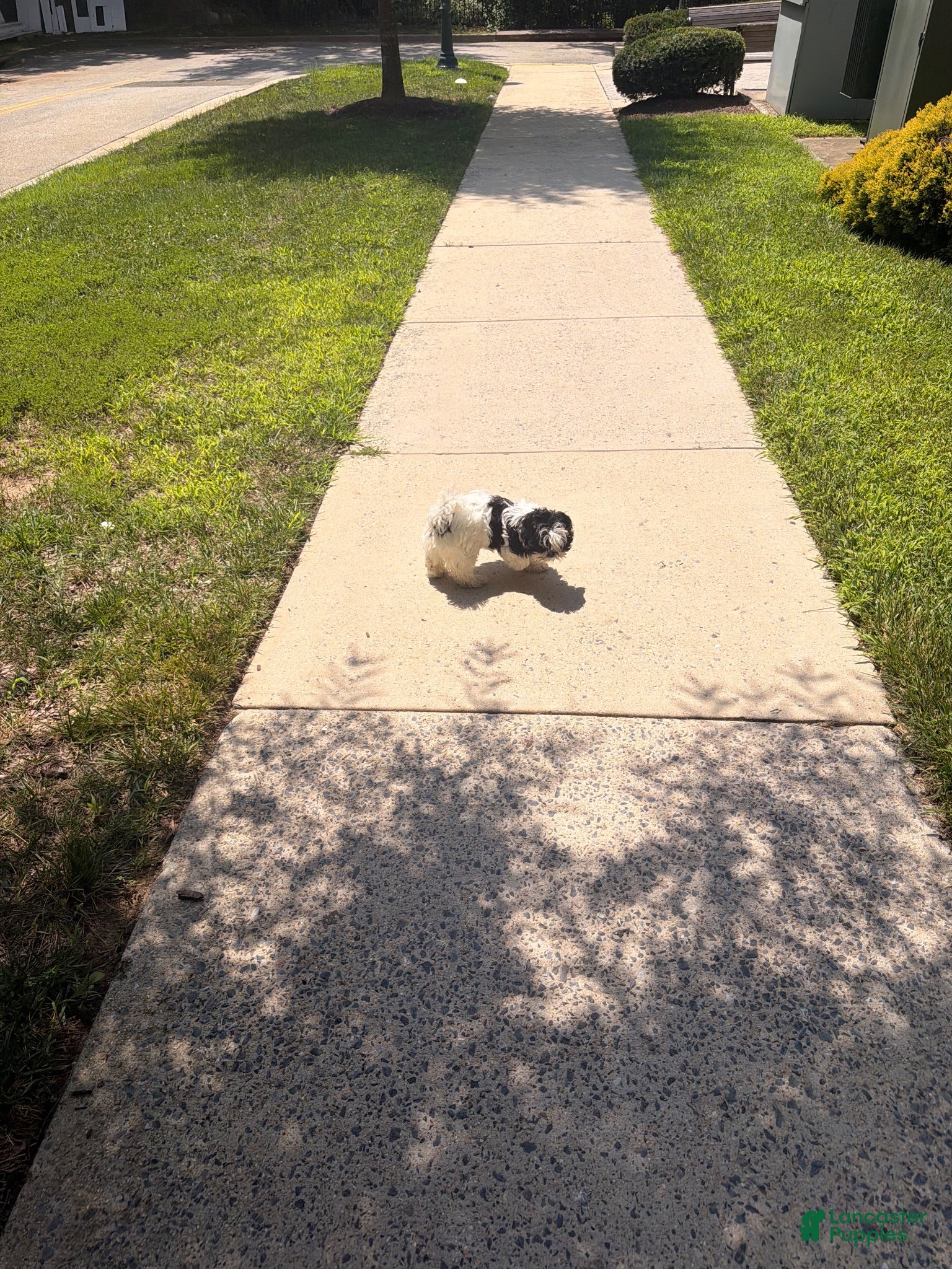Shih Tzu dogs Shih Tzu 1 - Ad 14