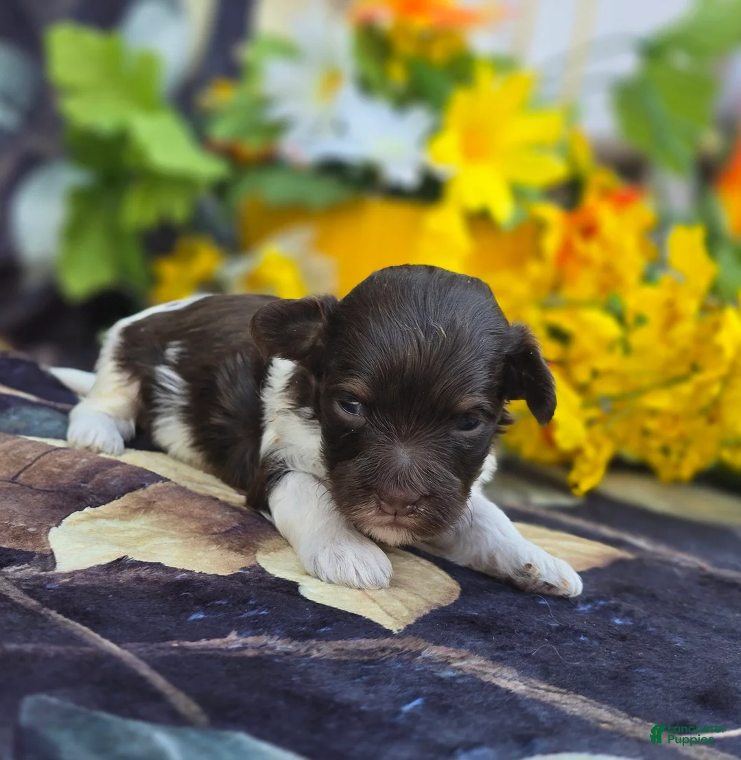 Havapoo dogs for sale: Wafer - Ad 2