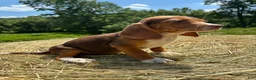 Beagle dogs for sale: Beagle 3 - Ad 5