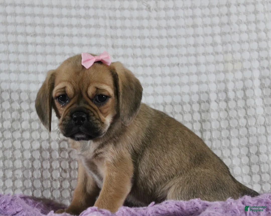 Puggle dogs for sale: Willow - Ad 3
