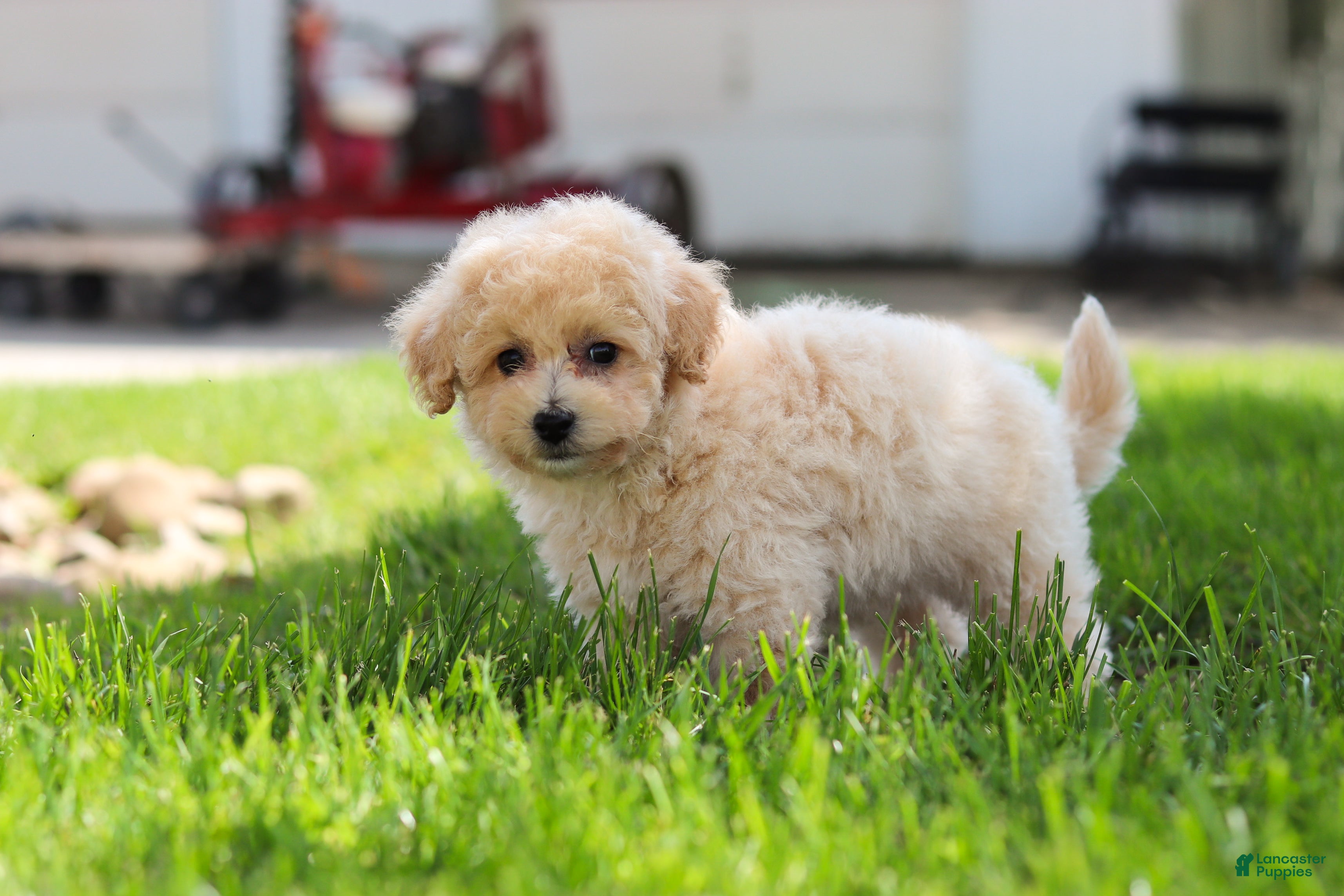 Maltipoo dogs Kolten - Ad 2