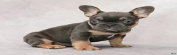 French Bulldog dogs for sale: Buster - Ad 6