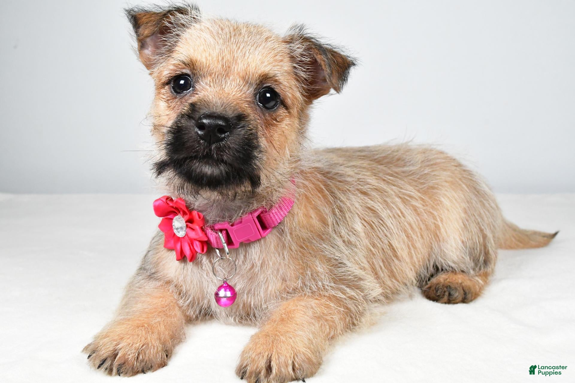 Cairn Terrier dogs April - Ad 2