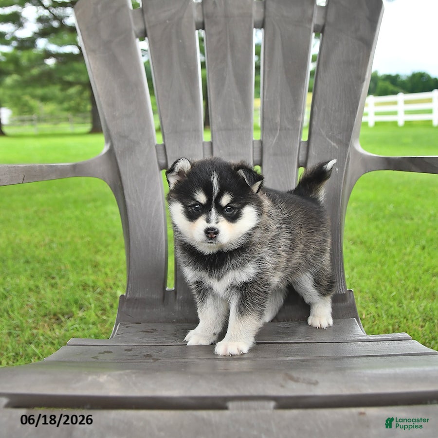 Pomsky dogs Ashlyn - Ad 2