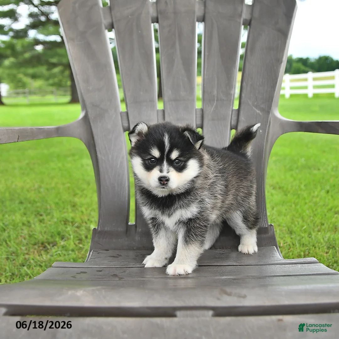 Pomsky dogs for sale: Ashlyn - Ad 2