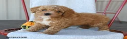 Cockapoo dogs for sale: Boots - Ad 5