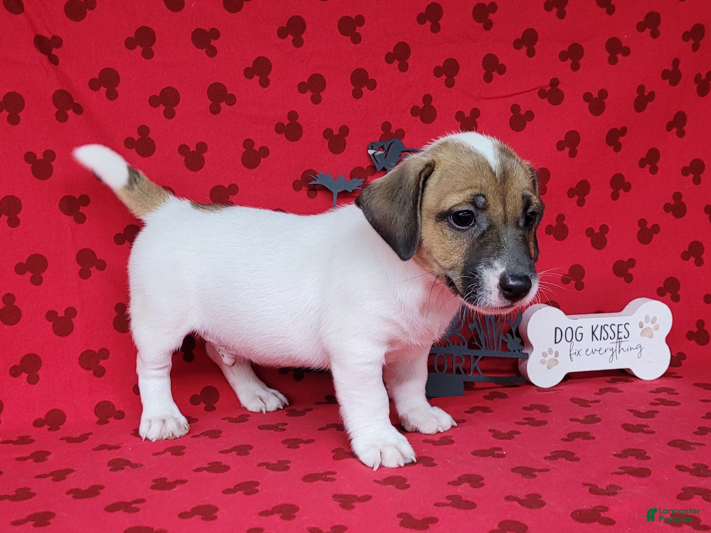 Jack Russell Terrier dogs CKC "Pogo" Delivery Available  - Ad 2