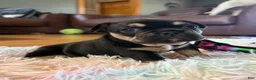 French Bulldog dogs for sale: Daisey - Ad 6
