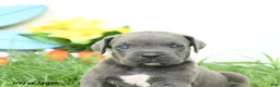 Cane Corso dogs for sale: Raven - Ad 5