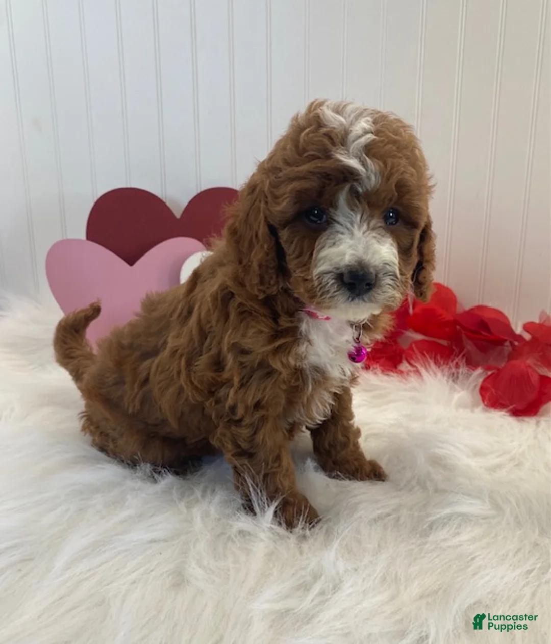Cavapoo dogs for sale: Daisy - Ad 5