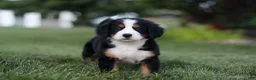 Bernese Mountain Dog dogs for sale: Savannah - Ad 3