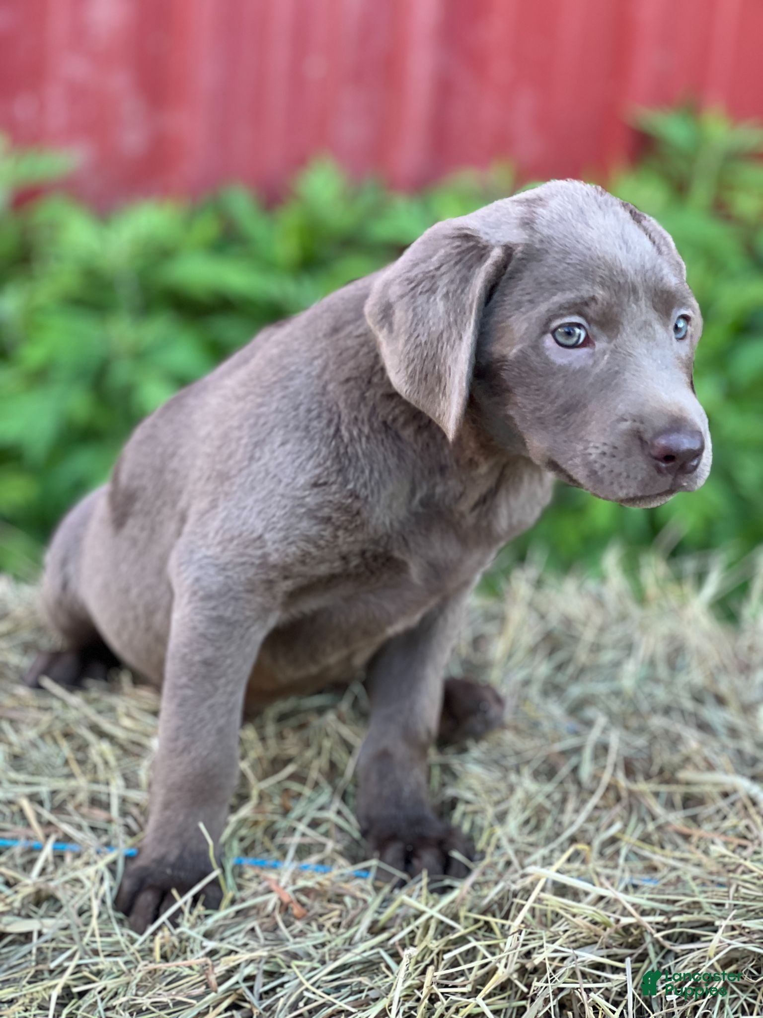 Labrador Retriever dogs Tamara - Ad 39