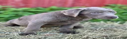 Labrador Retriever dogs for sale: Tamara - Ad 1