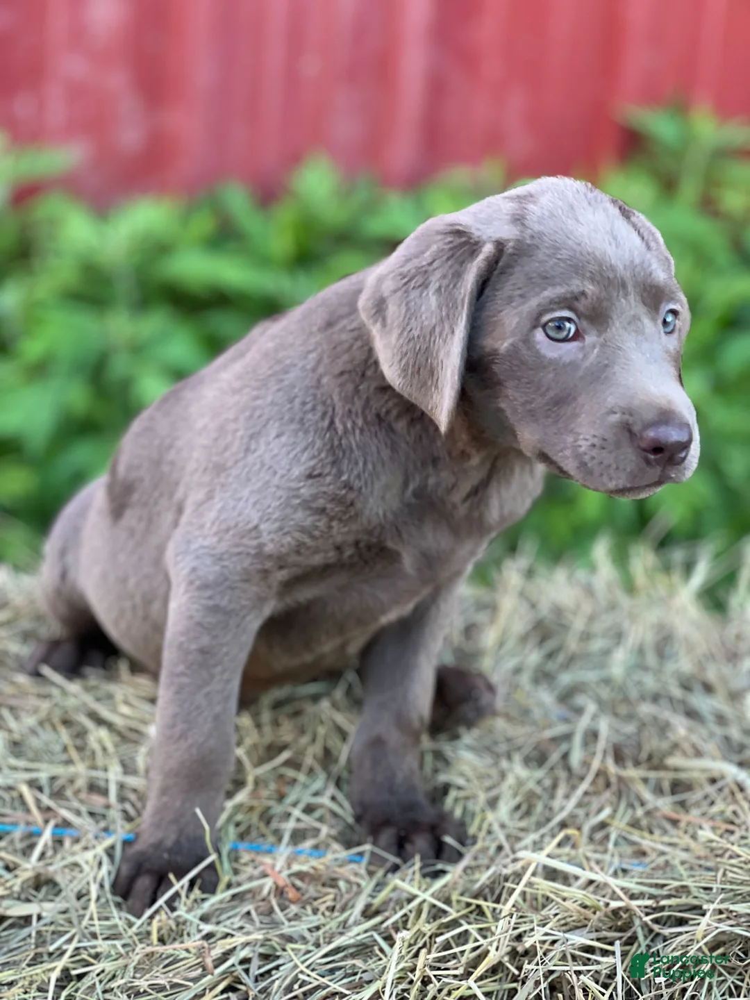 Labrador Retriever dogs for sale: Tamara - Ad 1