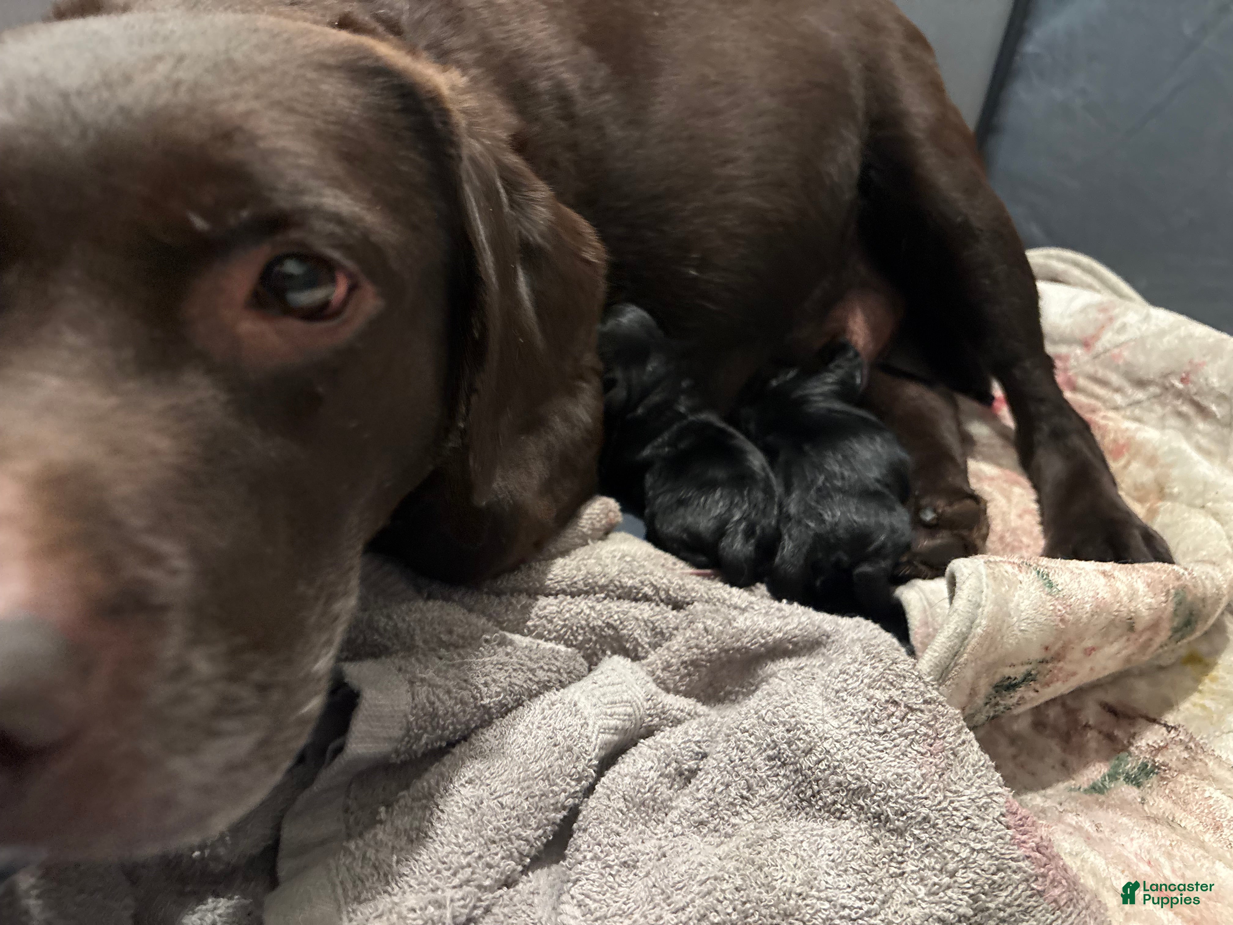 Labrador Retriever dogs Labrador Retriever Puppy 5 - Ad 17