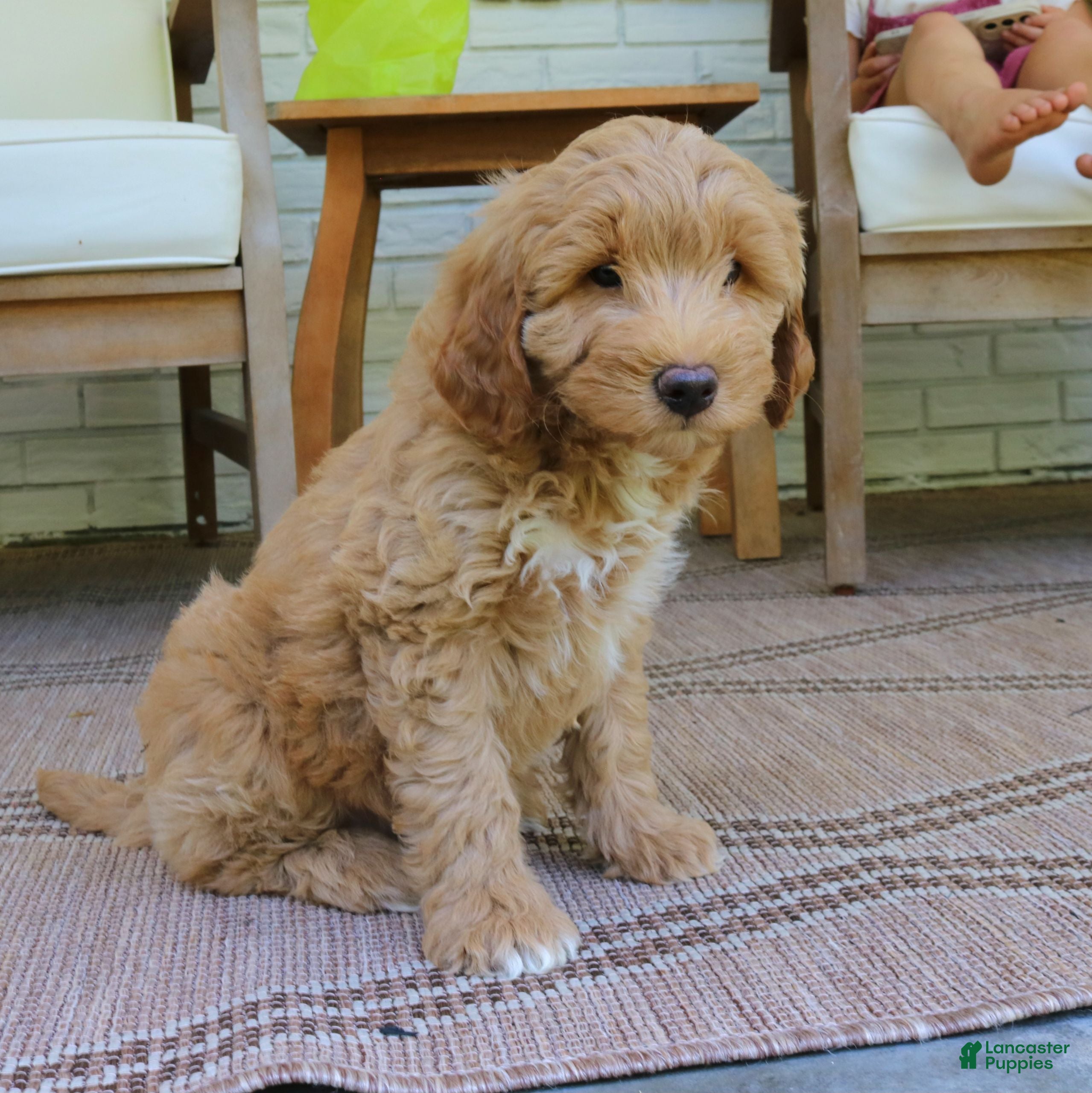 Mini Goldendoodle dogs Teddy  - Ad 2