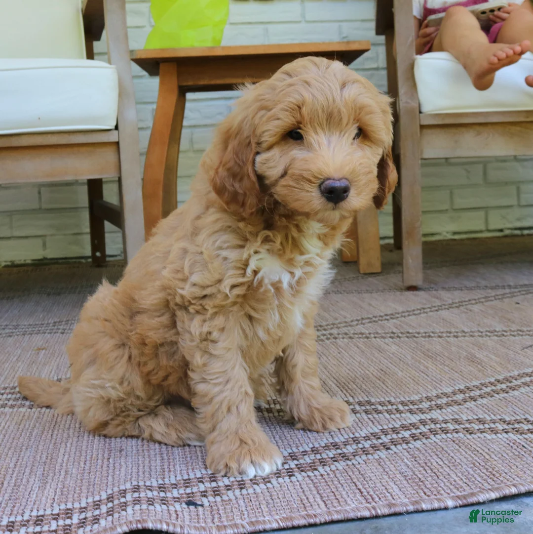 Mini Goldendoodle dogs for sale: Teddy  - Ad 2