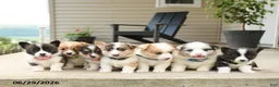 Welsh Corgi Pembroke dogs for sale: Popcorn - Ad 5