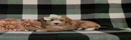 Maltipoo dogs for sale: Serefina 7 lbs Full Grown - Ad 4