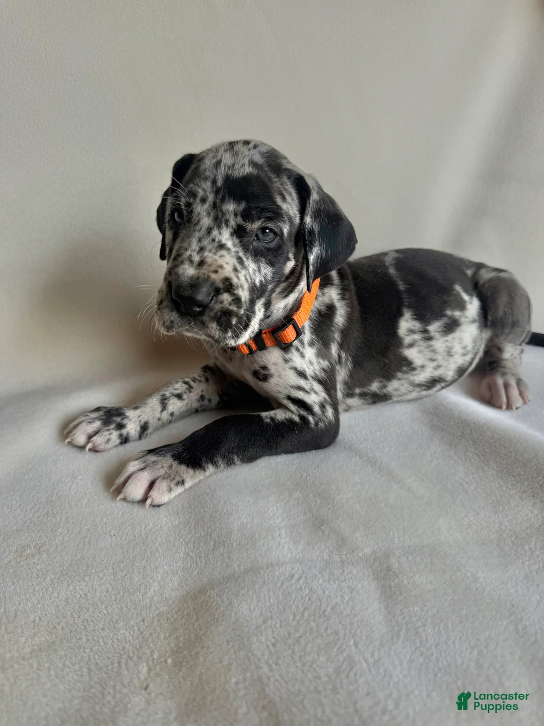 Great Dane dogs for sale: Teddy- orange  - Ad 2