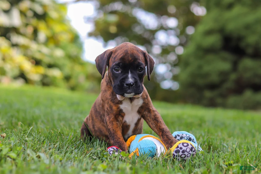 Boxer dogs for sale: Ruby - Ad 8
