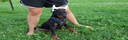 Doberman Pinscher dogs for sale: Doberman Pinscher 4 - Ad 6
