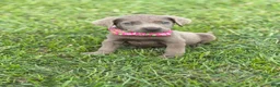 Labrador Retriever dogs for sale: Ralphie - Ad 4