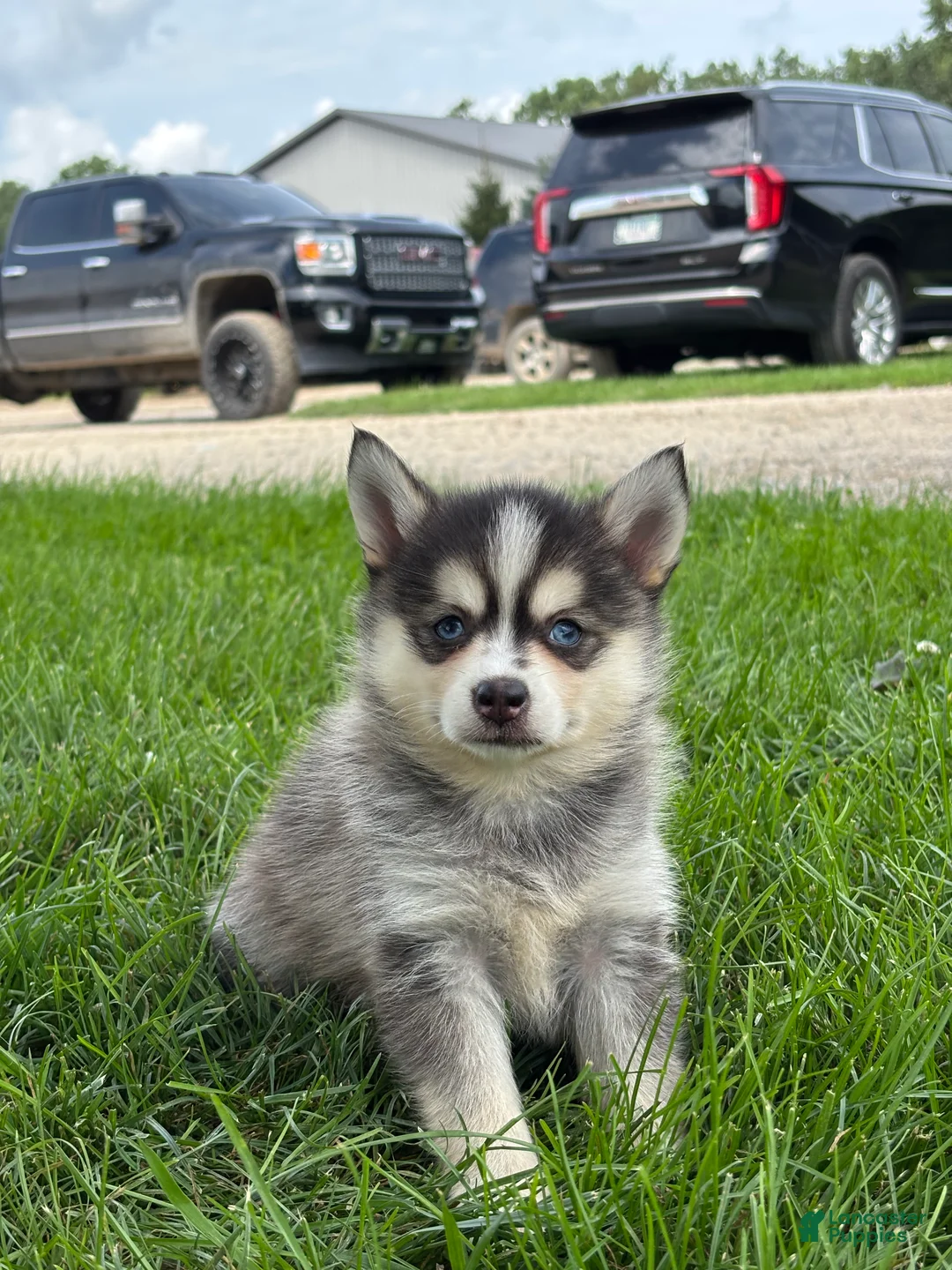 Pomsky dogs for sale: Dorthy - Ad 2