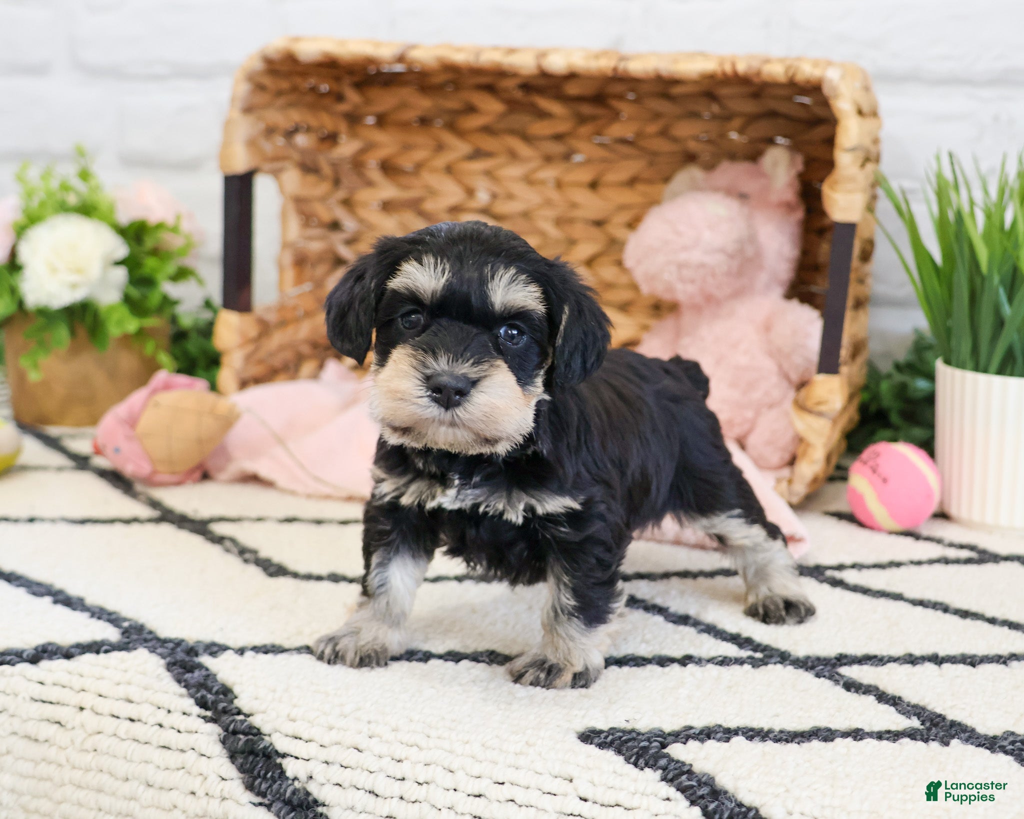 Miniature Schnauzer dogs Tiffany  - Ad 34