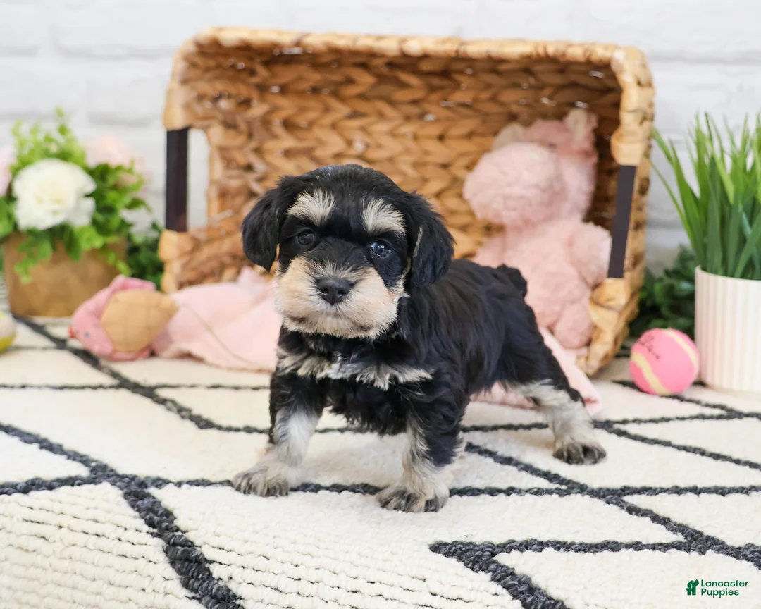 Miniature Schnauzer dogs for sale: Tiffany  - Ad 1