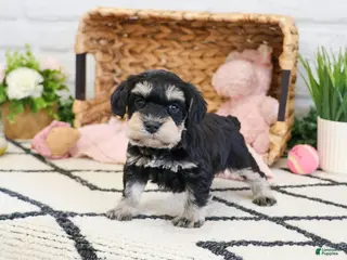 Miniature Schnauzer dogs Tiffany - Ad 34