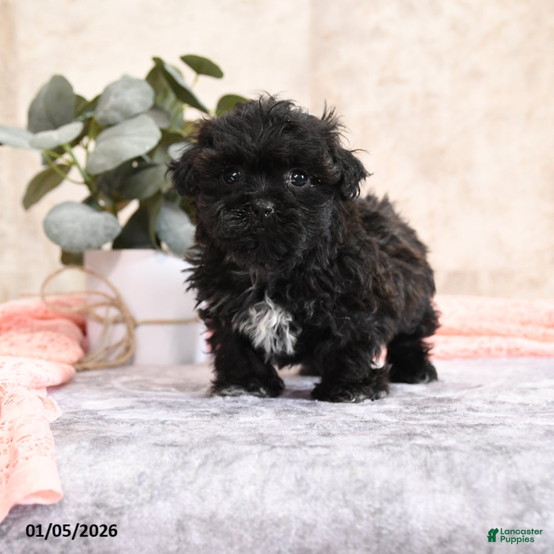 Teddy Bear dogs for sale: Maggie - Ad 4