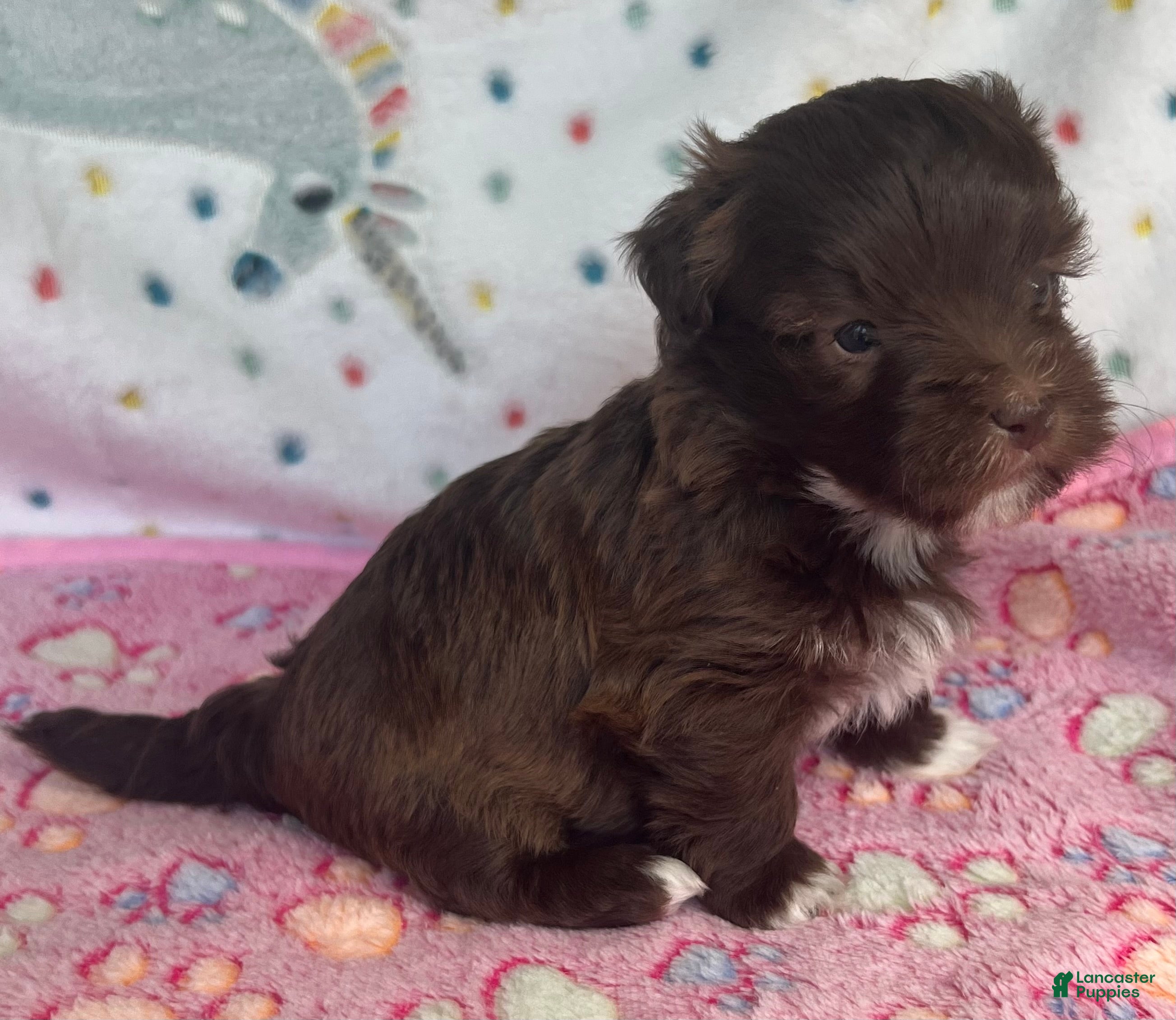 Havanese dogs for sale: Brownie - Ad 4