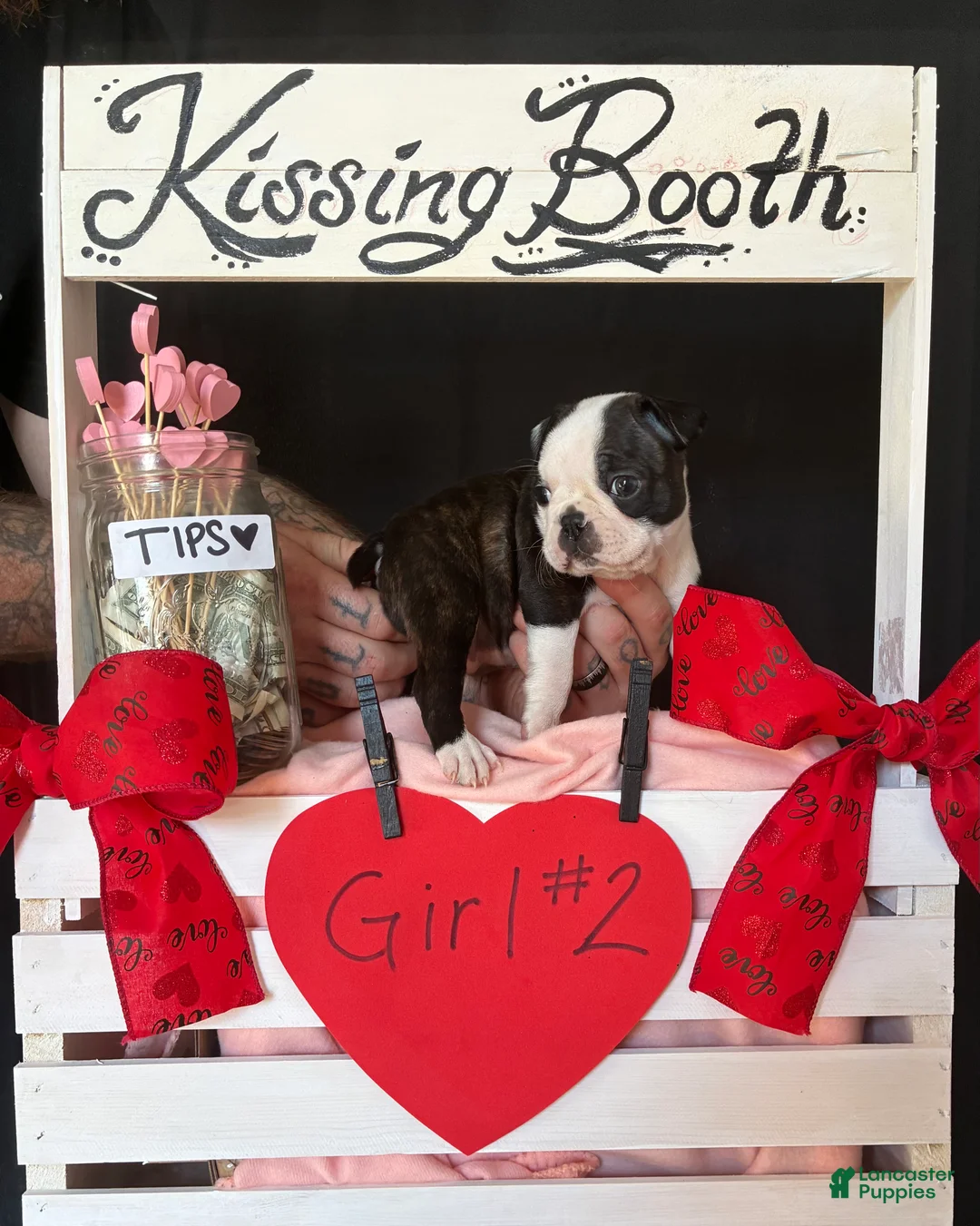 Boston Terrier dogs for sale: Boston Terrier Puppy 4 - Ad 3