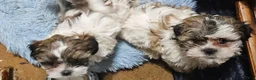 Shihpoo dogs for sale: Shihpoo 1 - Ad 2