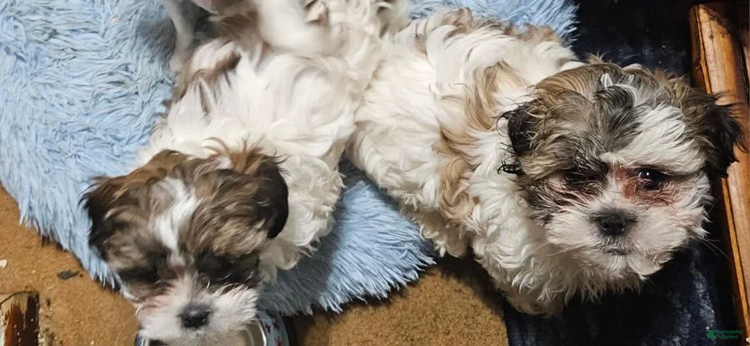 Shihpoo dogs for sale: Shihpoo 1 - Ad 2