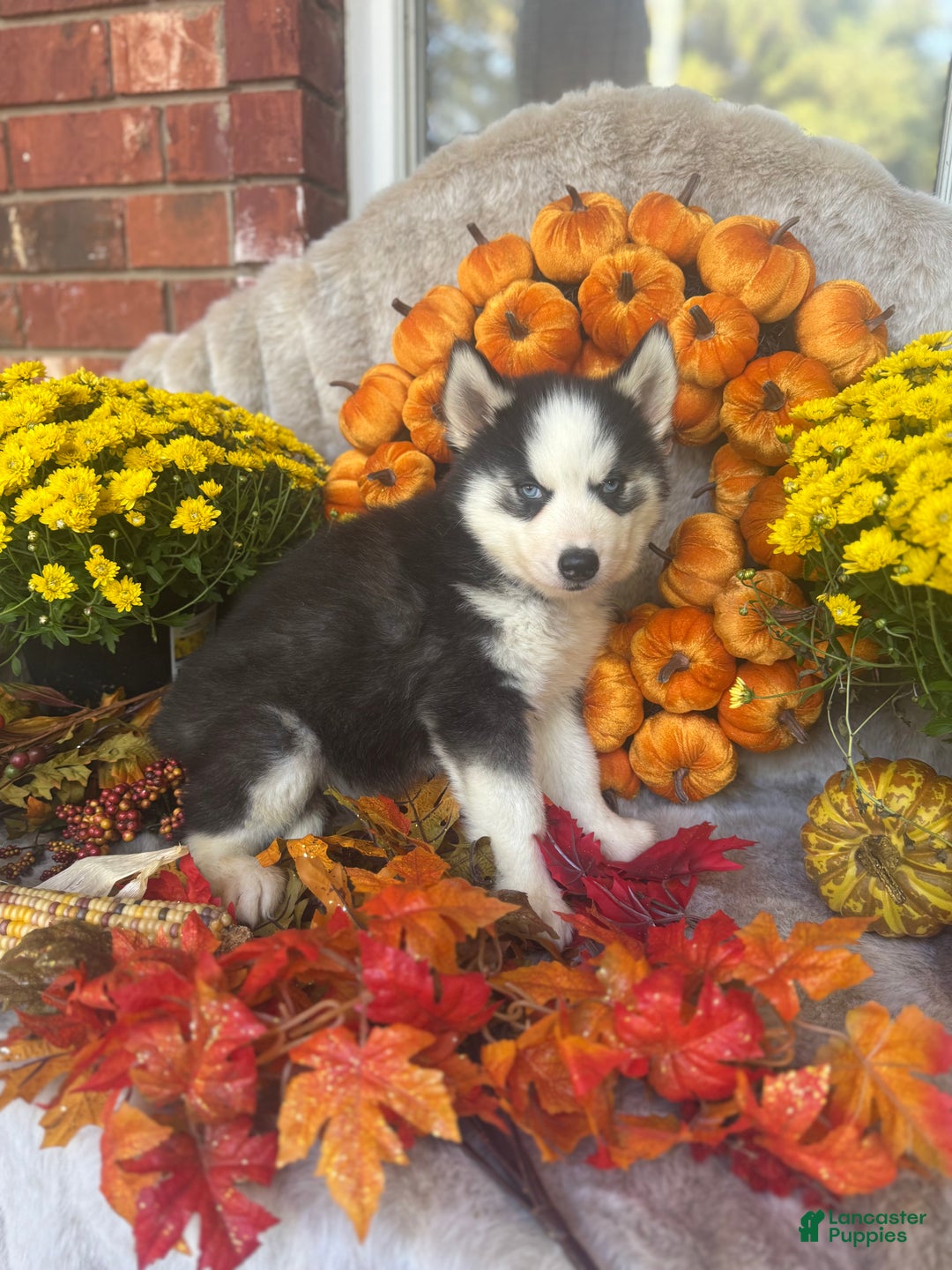 Siberian Husky dogs for sale: Siberian Husky Puppy 3 - Ad 3