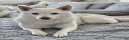 Mixed Breed dogs for sale: Blaze  - Ad 4