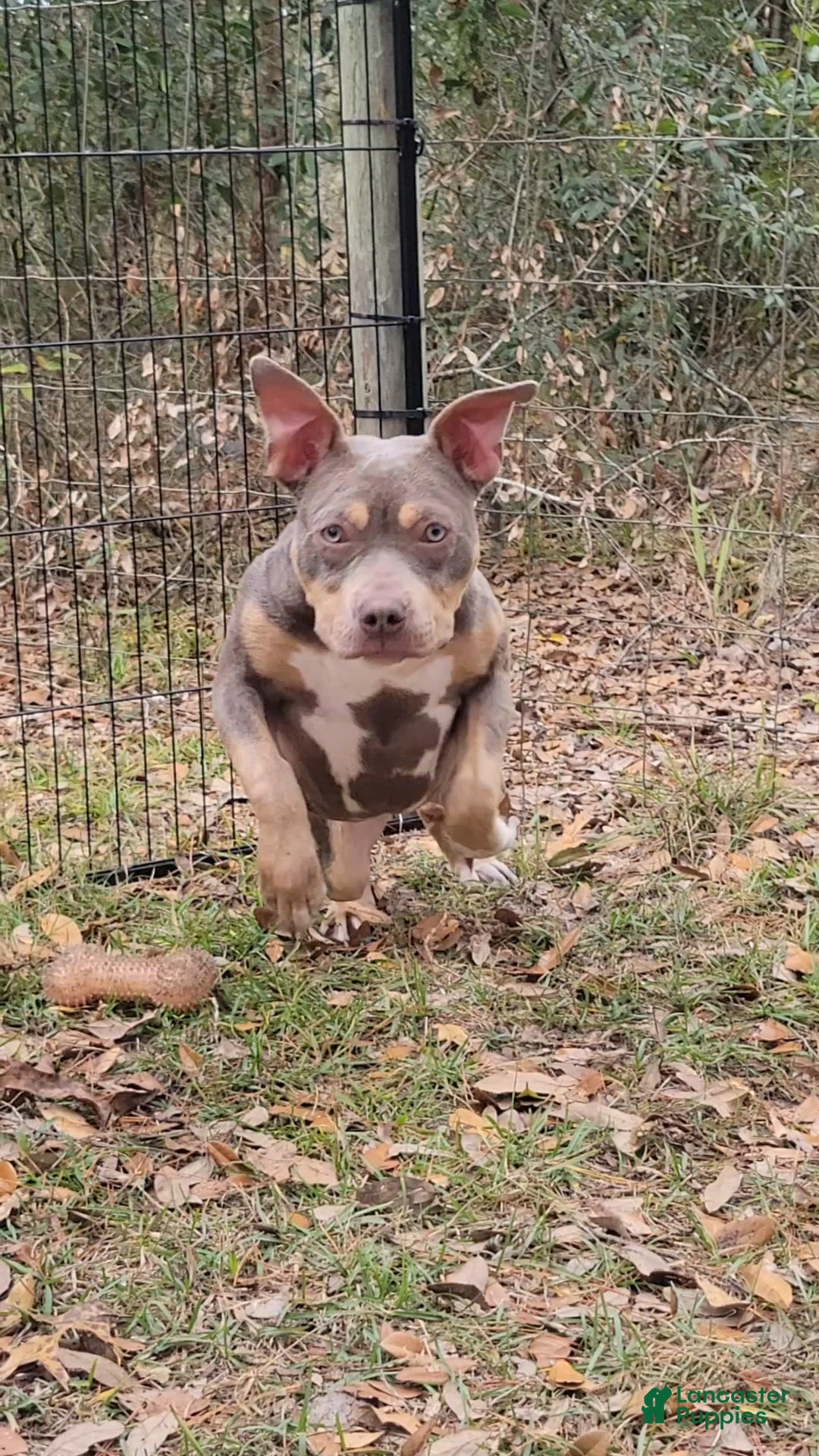 American Bully dogs for sale: Gal - Ad 2
