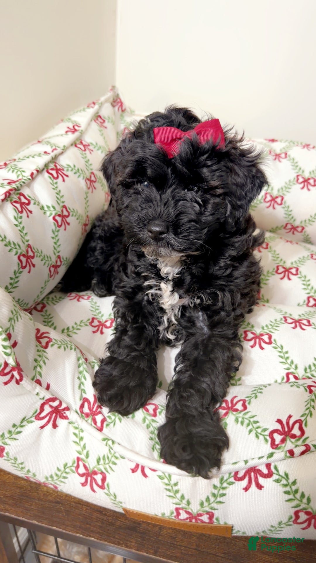 Maltipoo dogs for sale: Sage  - Ad 1
