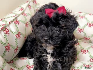 Maltipoo dogs Sage - Ad 28