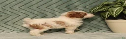 Miniature Poodle dogs for sale: Gecko - Ad 4
